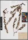 Foto von Salix aurita L. x Salix repens L.
